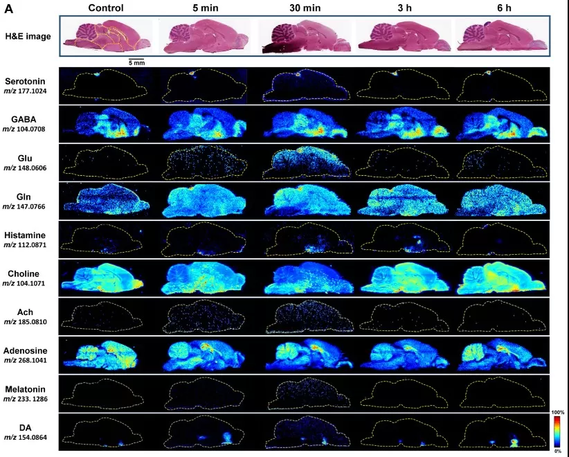 Spatiotemporal distribution of neurotransmitters in the brain following oral 1,8-cineole administration. Representative H&E-stained sections and corresponding AFADESI-MSI maps at 5 min, 30 min, 3 h, and 6 h post-dose.